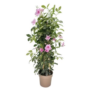 GROW by OBI Laubenwein Rosa, ca. 70 cm hoch, blühende Kübelpflanze im Topf.
