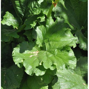 Foto von Rhabarber (Rheum rhabarbarum) im Topf, grüne Blätter. Staude für den Garten.