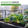 Kompakt wachsende Pak Choi Pflanzen im Pflanzkasten auf Balkon. Perfekt für Blattgemüse Samen.