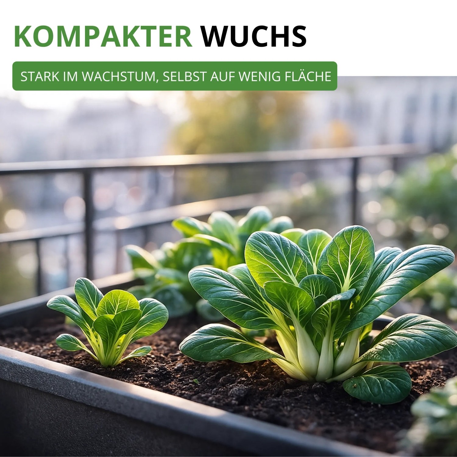 Kompakt wachsende Pak Choi Pflanzen im Pflanzkasten auf Balkon. Perfekt für Blattgemüse Samen.