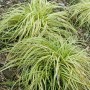 Grün-weiße Japan-Segge Carex Morrowii Variegata im 9x9 cm Topf.