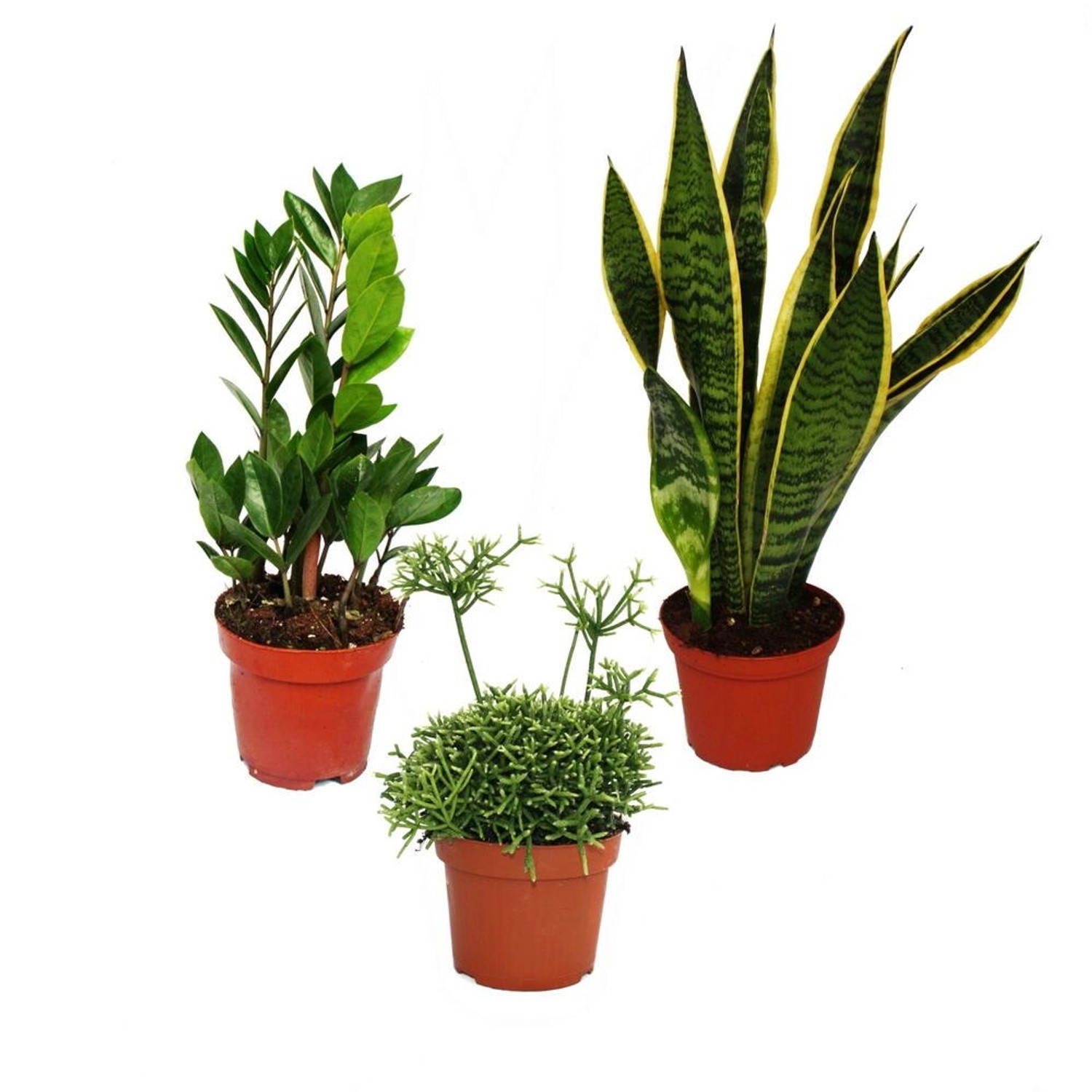 Exotenherz Zimmerpflanzen Trio Pflegeleicht Set mit 3 Pflegeleichten Pflanzen Sanseveria Zamioculcas Rhipsalis