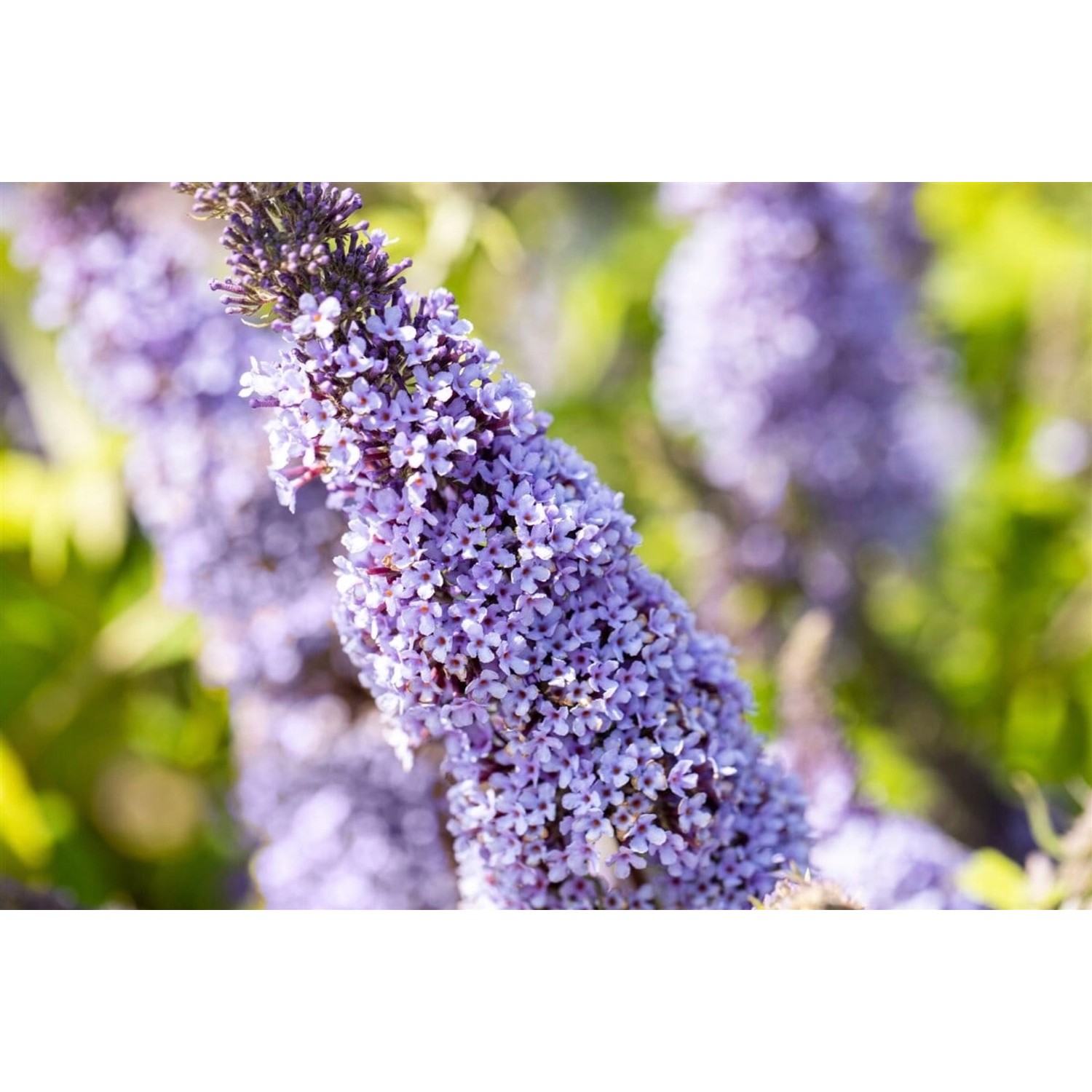 Buddleja Davidii Schmetterlingsstrauch Gulliver 40-60 cm günstig online kaufen