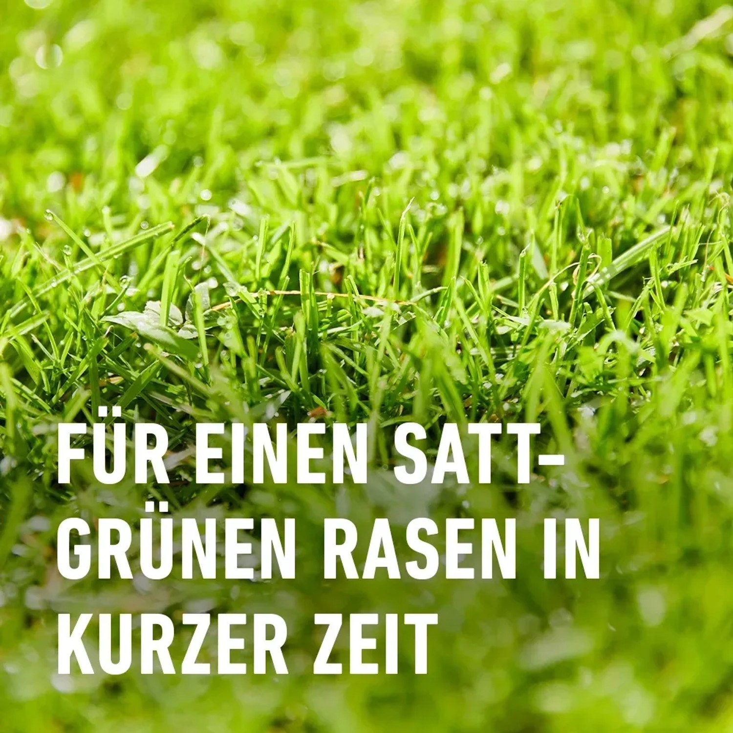 Nahaufnahme von saftig grünem Rasen, gedüngt mit Compo Rasendünger Turbo.