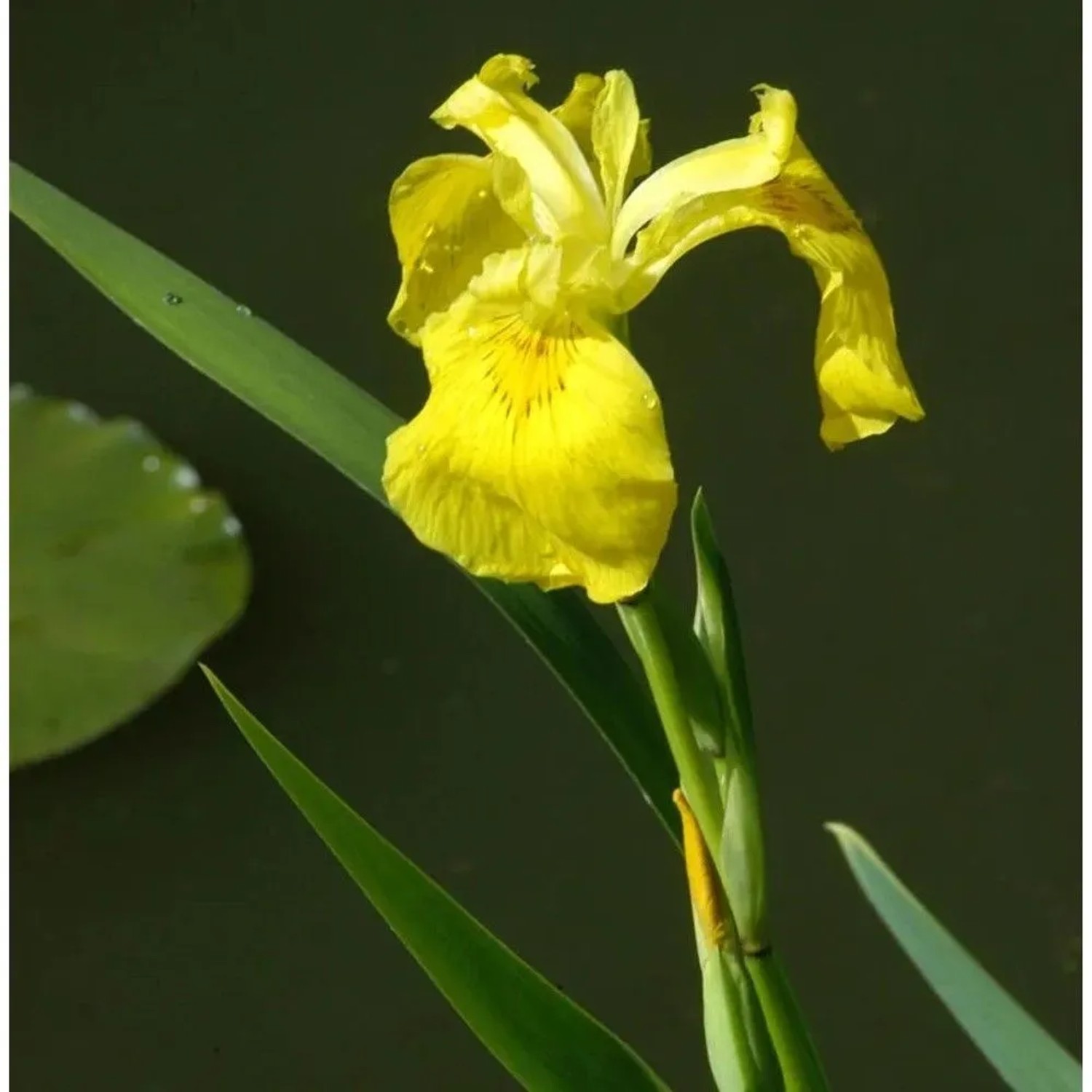 Wasserschwertlilie - Iris pseudacorus
