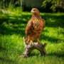 VERDOBA Wetterfeste Wald Gartenfigur Adler_2