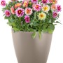 Lechuza Classico Color Pflanzgefäß, Ø 18cm, sandbraun, mit bunten Dahlien bepflanzt.