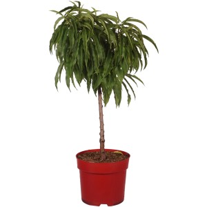 Zwergpfirsich "Jarm Anao" Höhe ca. 45 cm Topf ca. 7,5 l Prunus persica