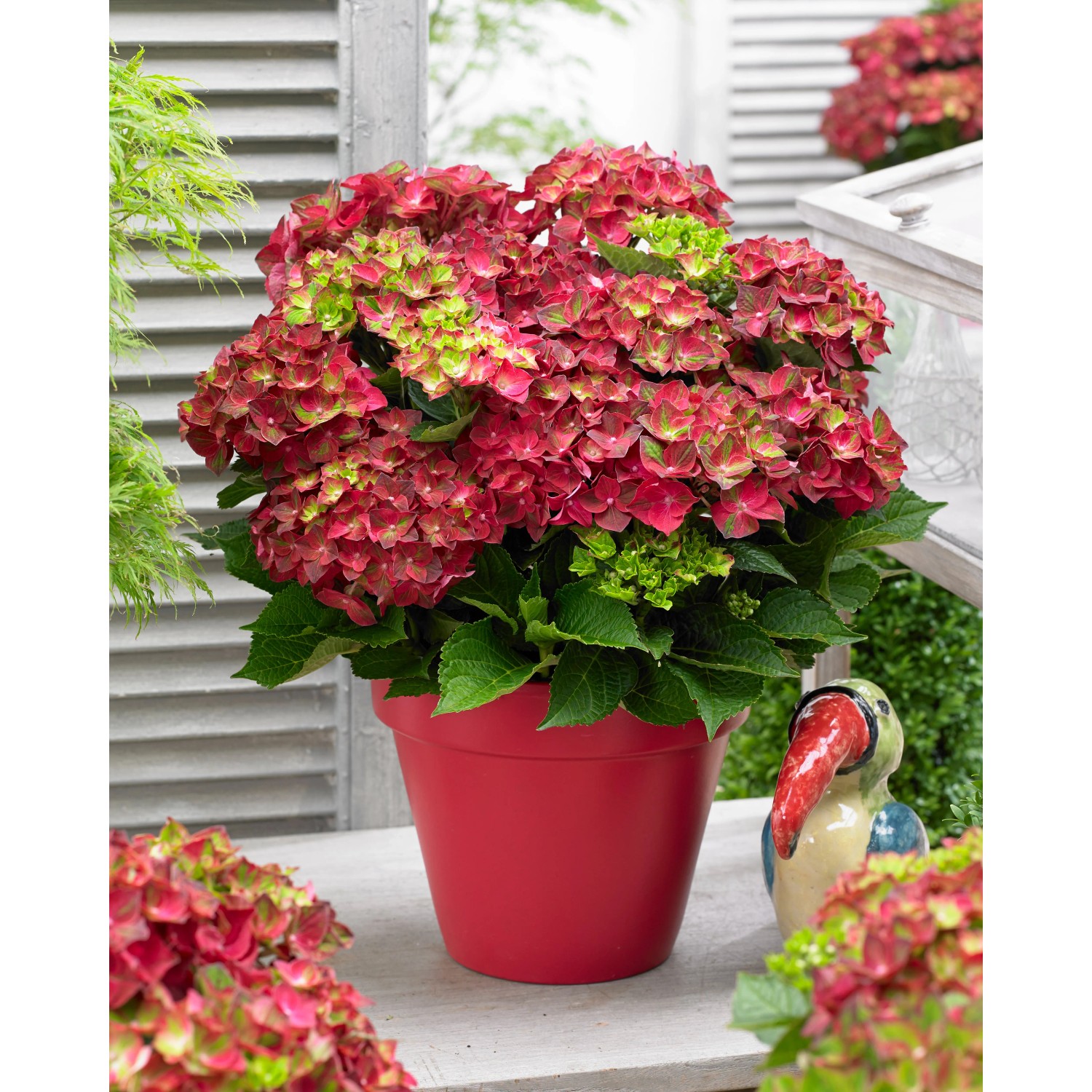 GROW by OBI Hortensie Magical Ruby Tuesday Topf 3,5 l