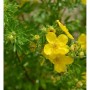Fünffingerstrauch 'Goldstern' (Potentilla fruticosa) mit leuchtend gelben Blüten.