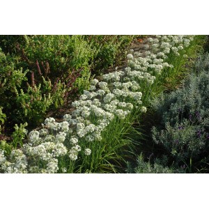 Blühender Schnittknoblauch (Allium tuberosum) im Kräutergarten mit weißen Blüten.