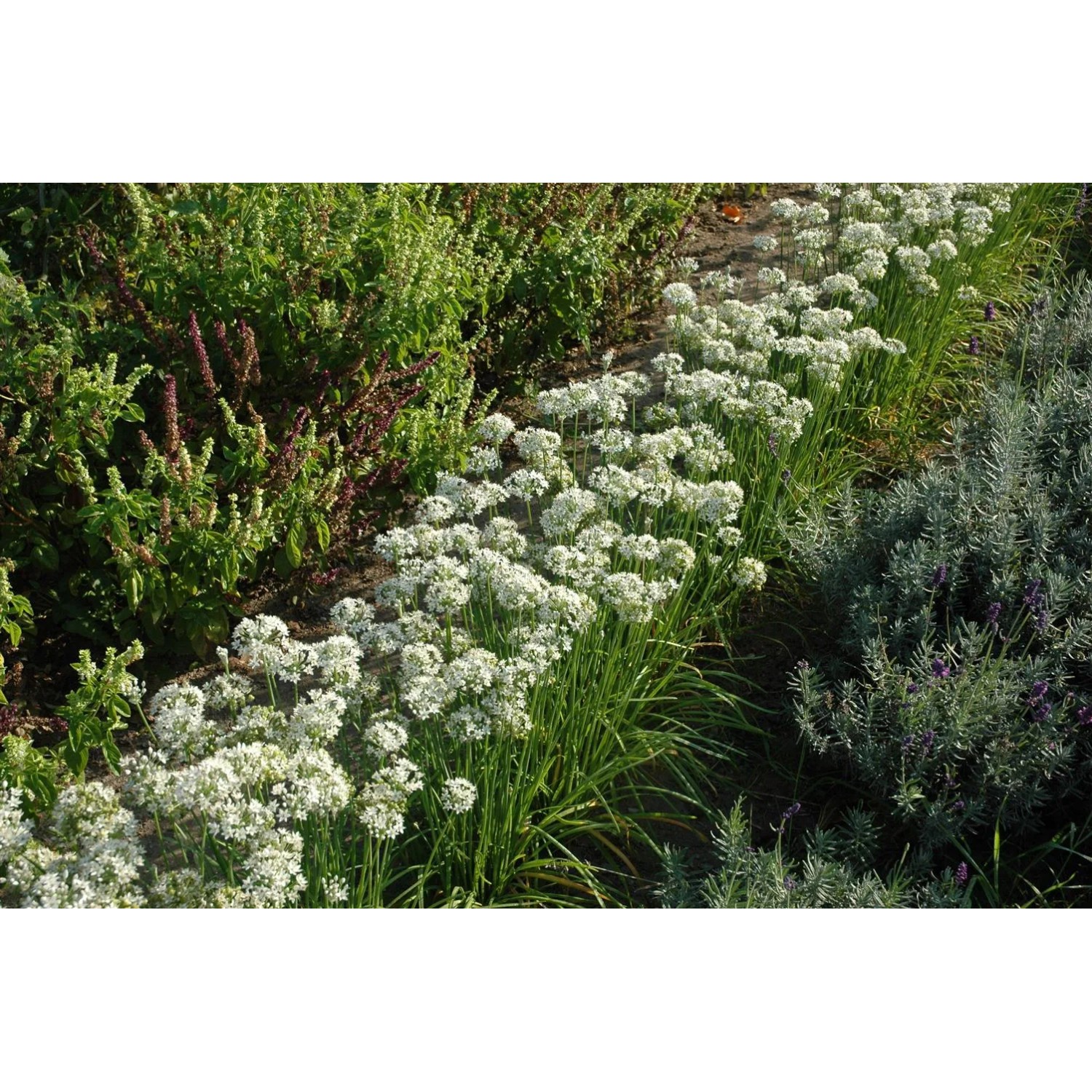 Blühender Schnittknoblauch (Allium tuberosum) im Kräutergarten mit weißen Blüten.