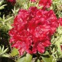 Leuchtend rote, großblumige Alpenrose 'Erato' (INKARHO Rhododendron) im Garten.