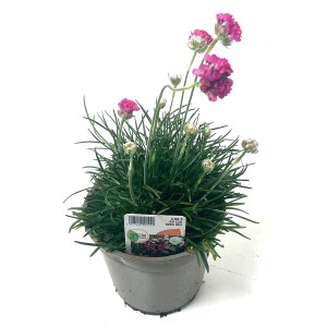 GROW by OBI Strand-Grasnelke im Topf, ca. 23 cm hoch, mit pinkfarbenen Blüten.