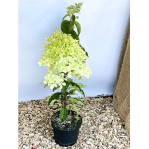 Baumfink Rispenhortensie Phantom als Topfpflanze 40-60cm