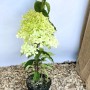 Baumfink Rispenhortensie Phantom als Topfpflanze 40-60cm_2