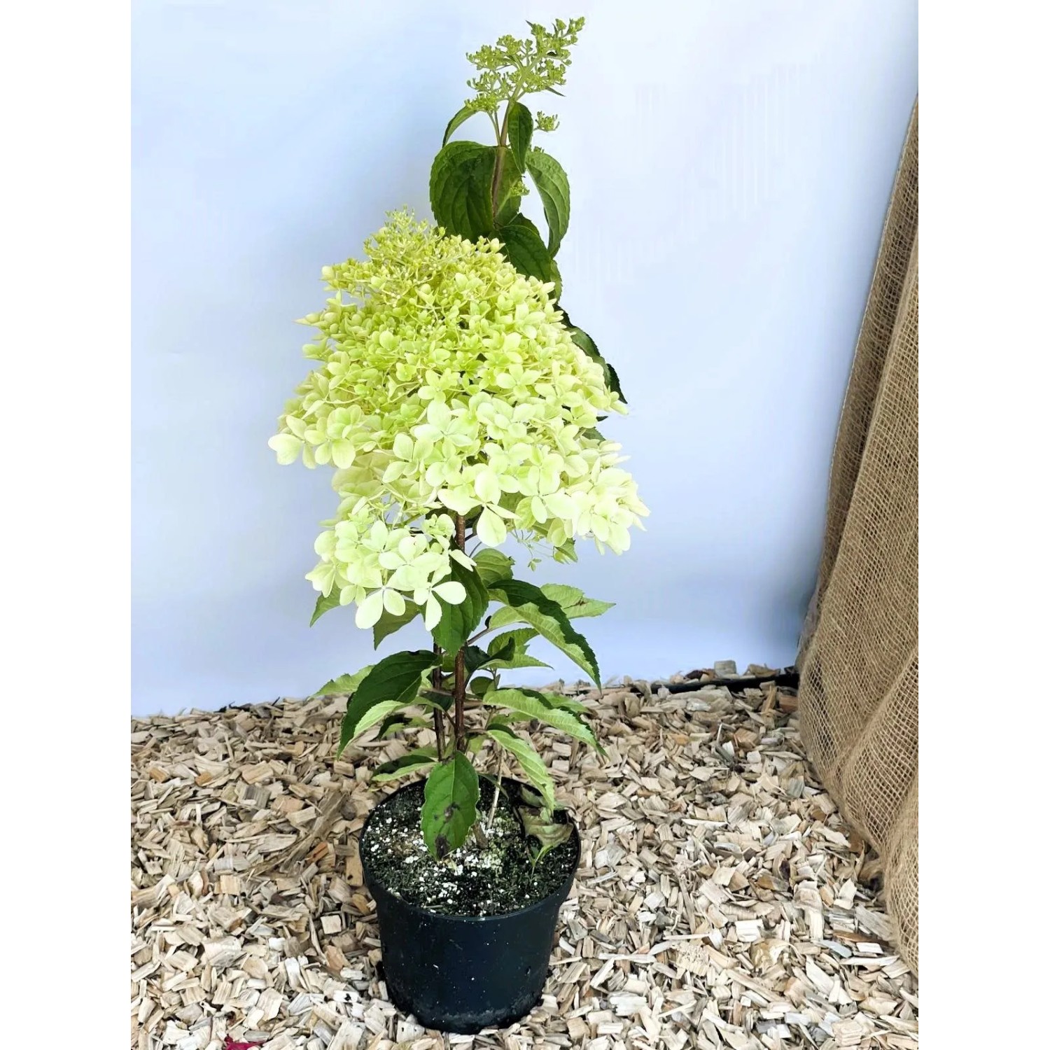 Baumfink Rispenhortensie Phantom als Topfpflanze 40-60cm_2