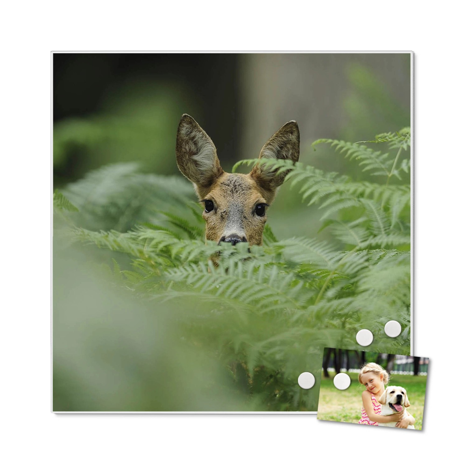 Weiße Magnettafel 50x50cm mit Reh-Motiv. Inkl. Magnete, als Wanddekoration nutzbar.
