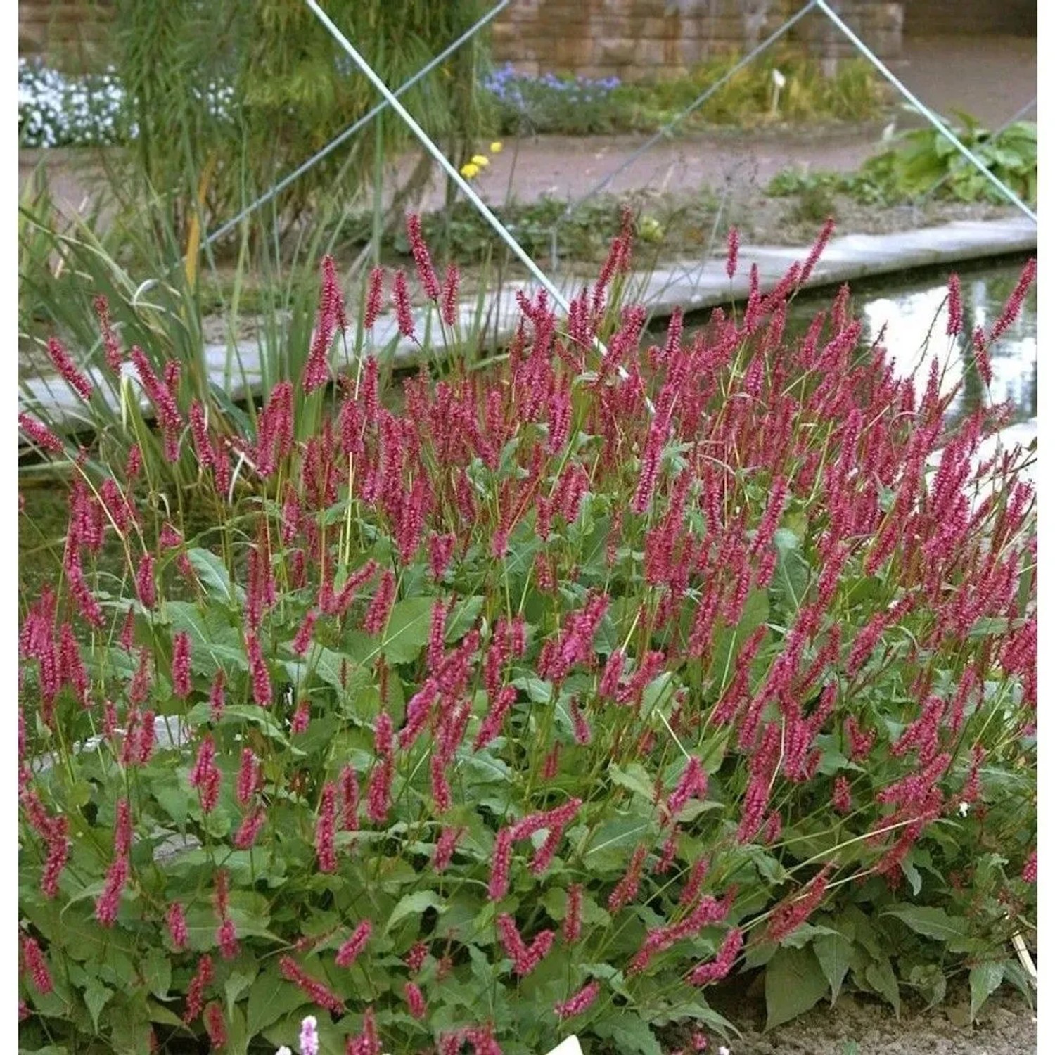 Kerzenknöterich J S Delgado Macho - Persicaria amplexicaulis