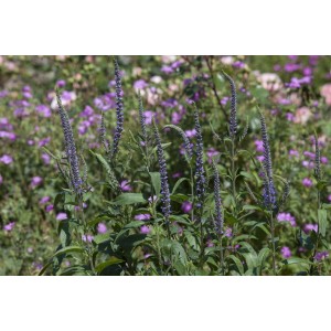 Blühender Ähriger Ehrenpreis (Veronica Spicata) im 9x9 cm Topf. Blaue Blütenstände und grüne Blätter.