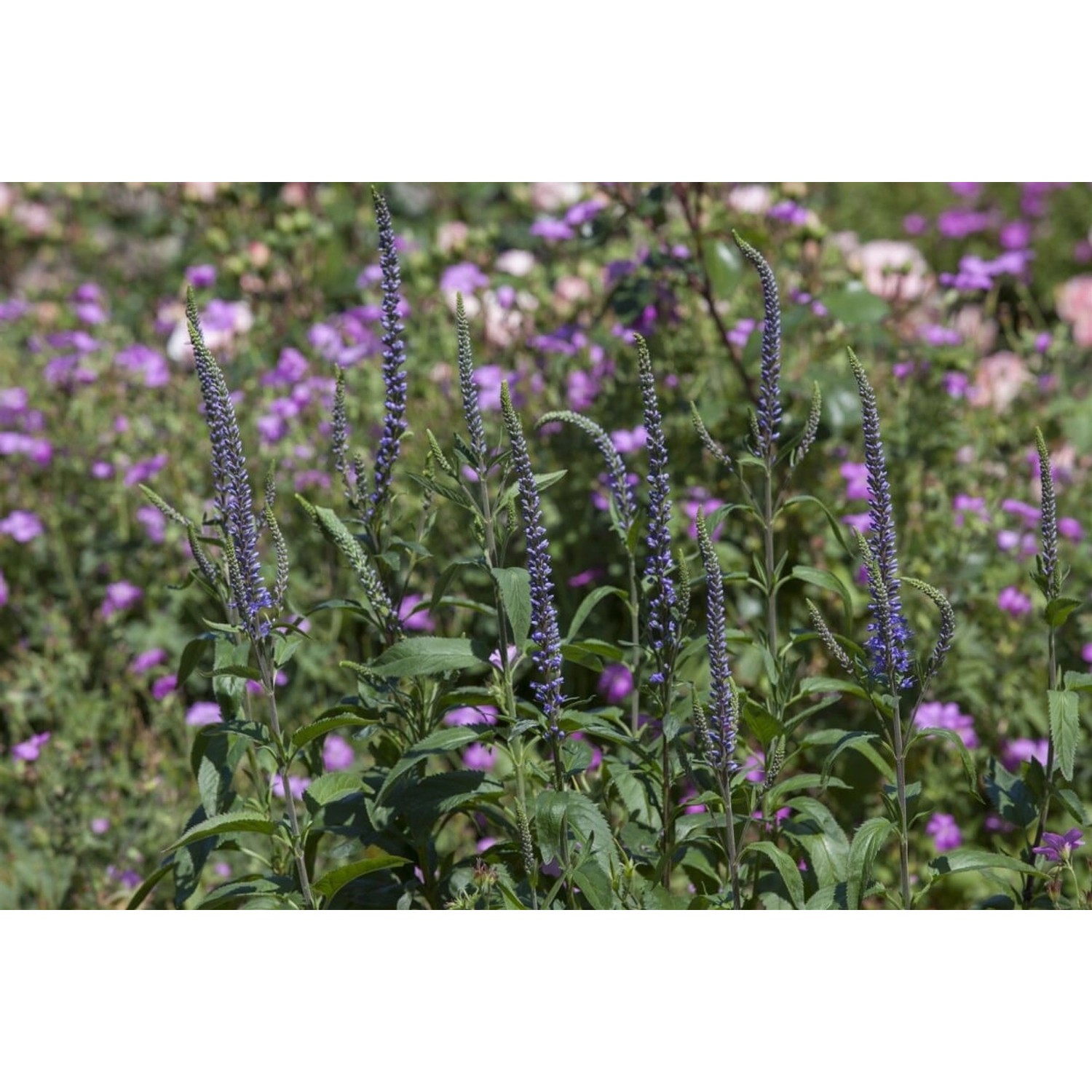 Veronica Spicata Ähriger Ehrenpreis Ca. 9x9 cm Topf günstig online kaufen