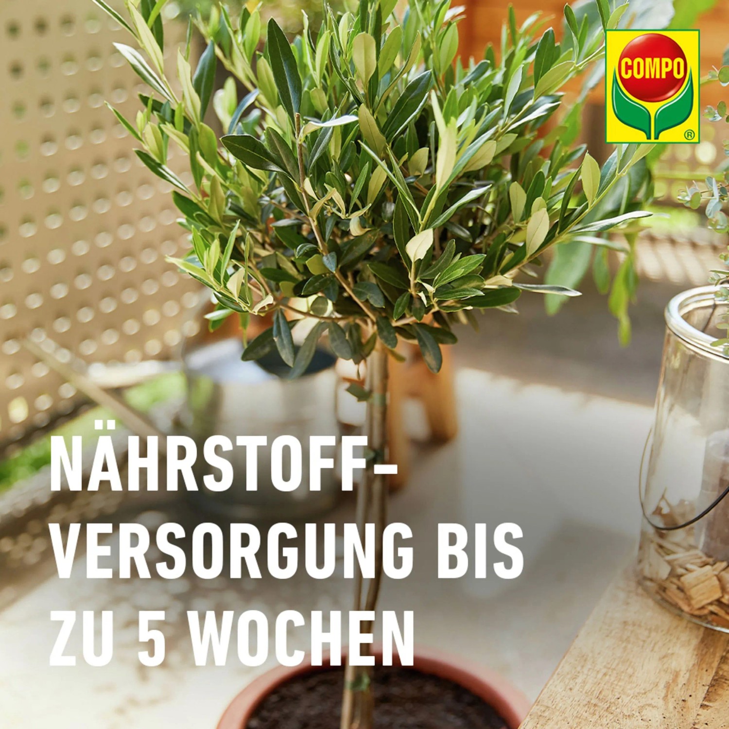 Mediterrane Pflanze in COMPO Bio Erde. Torffreie Kübelpflanzenerde für Oleander, Olivenbaum & Zitrus.
