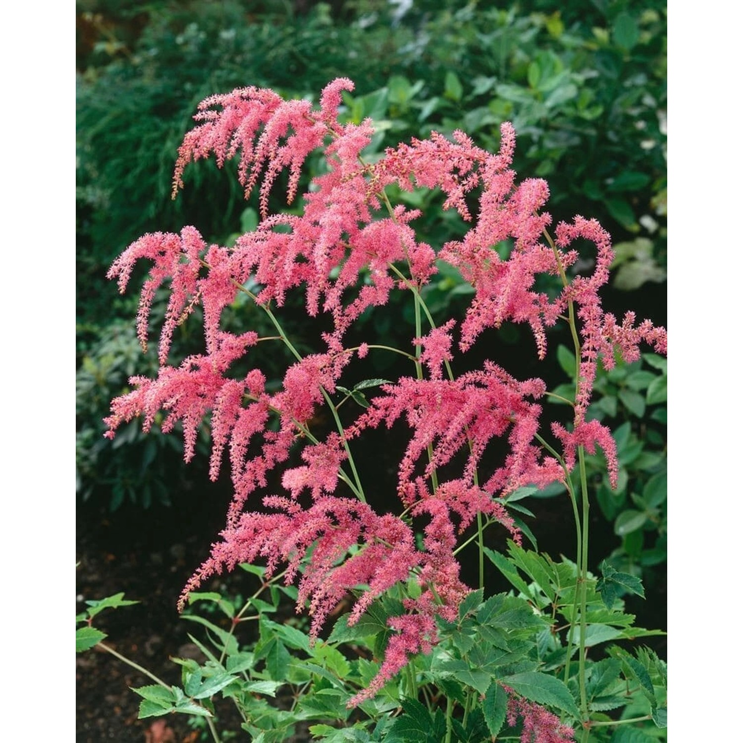 Astilbe Thunbergii Straußenfeder Ca. 9x9 cm Topf günstig online kaufen