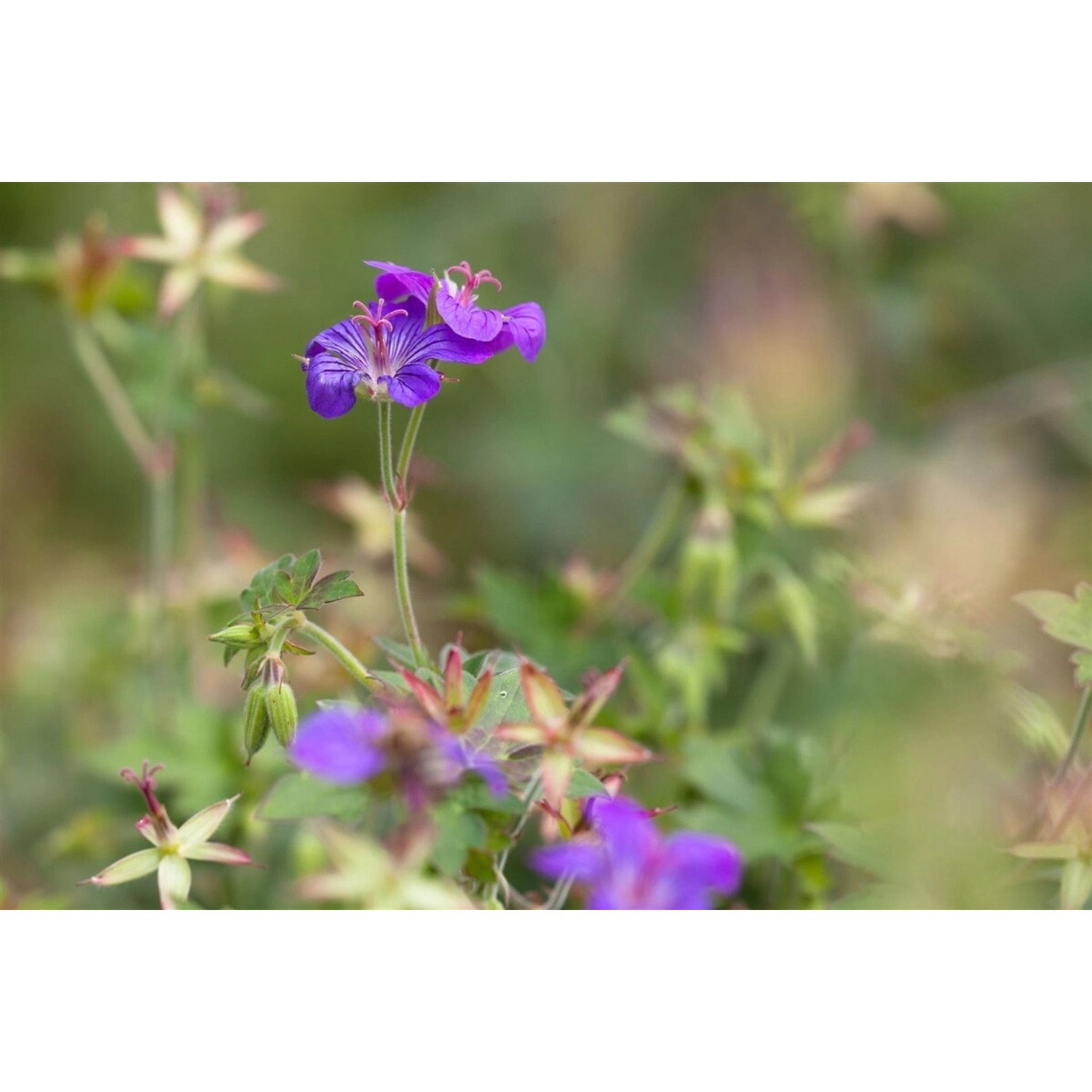 Violette Blüte des Geranium Wlassovianum (Storchschnabel) im 9x9 cm Topf.