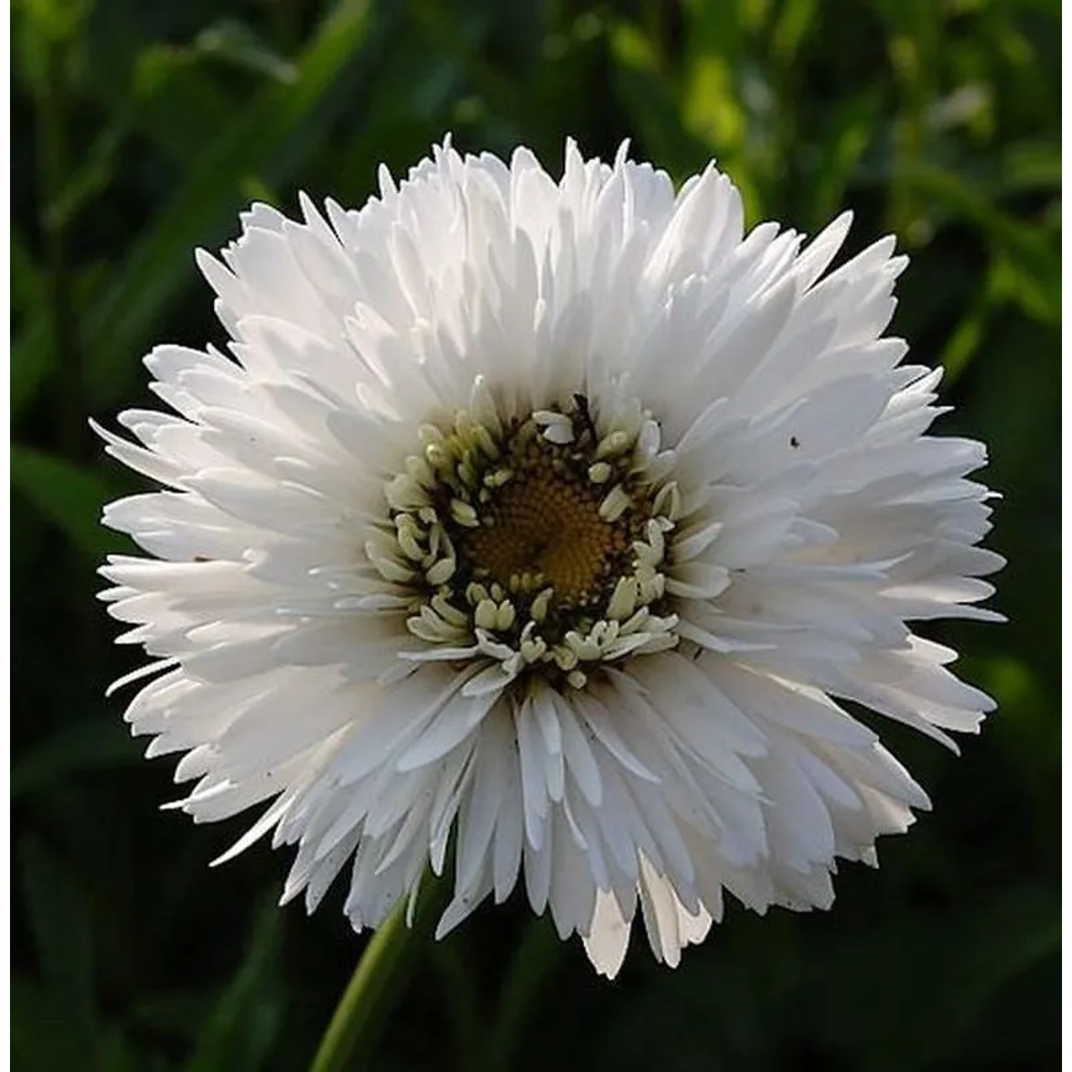 Gartenmargerite Snehurka - Leucanthemum superbum