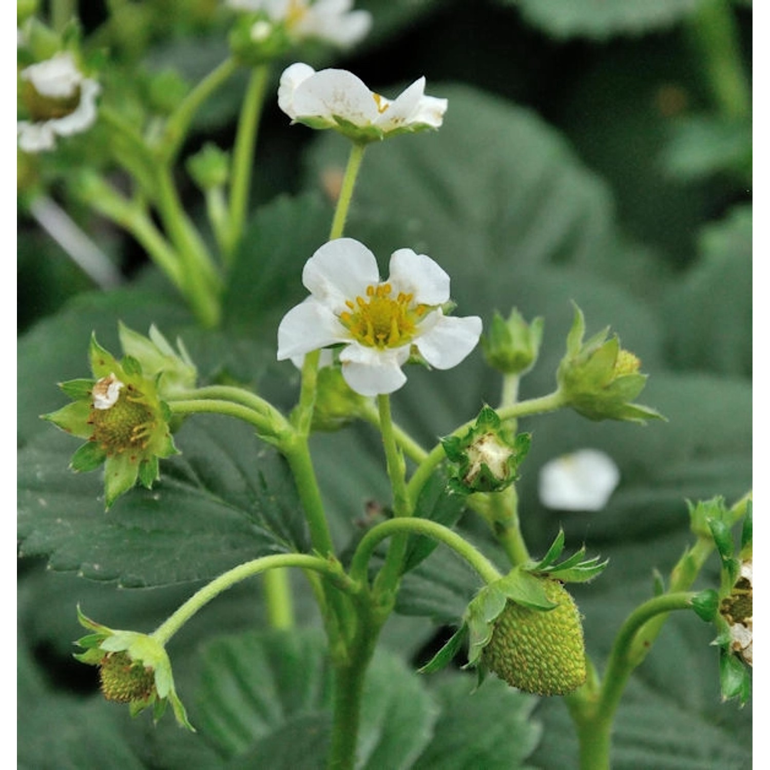 Walderdbeere Verbesserte Rügen - Fragaria vesca semperflorens günstig online kaufen