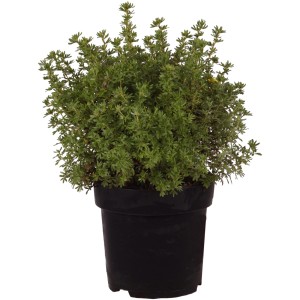 Fünffingerstrauch Kobold im Topf, ca. 30-40 cm hoch. Kompakter Zierstrauch für Garten und Kübel.