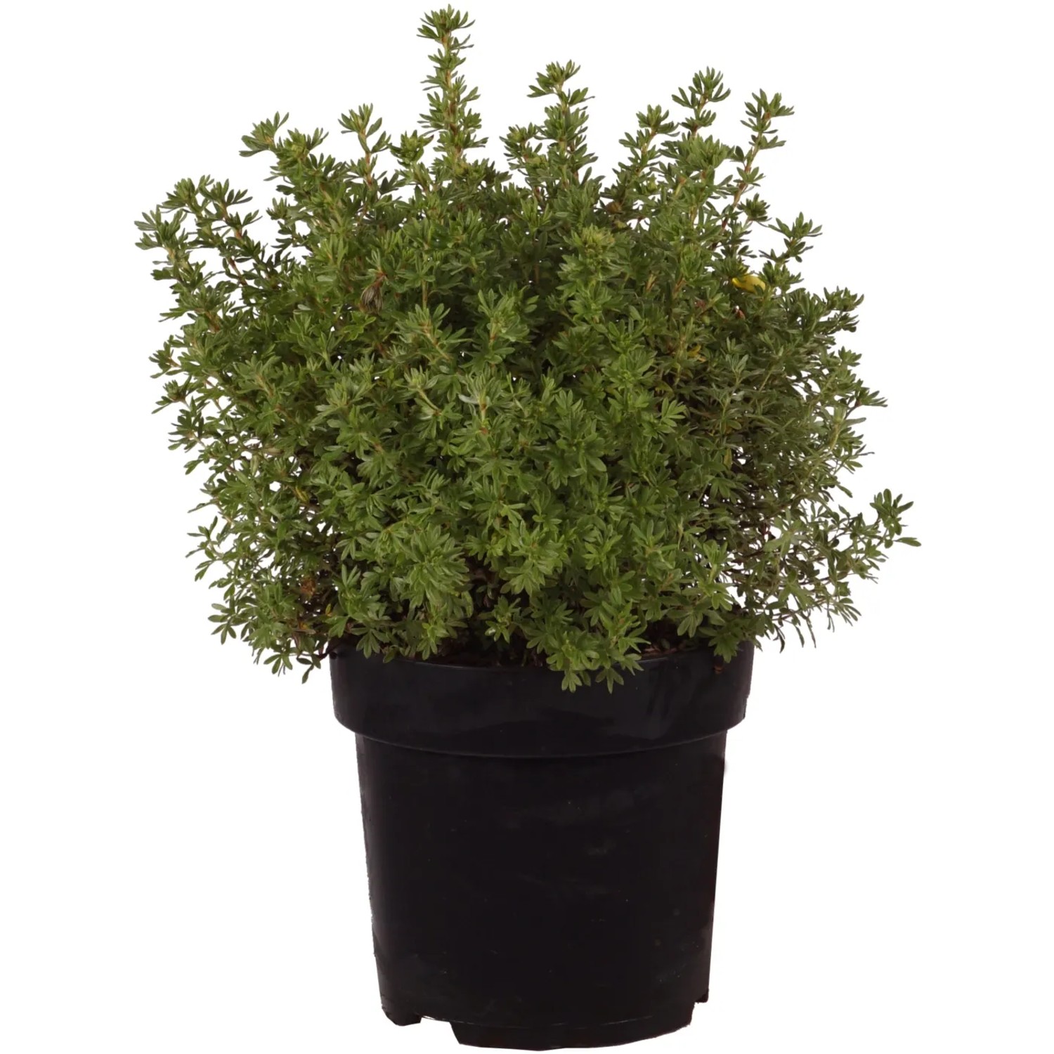 glcksblatt zimmerpflanzen Glcksfeder kaufen | Zamioculcas