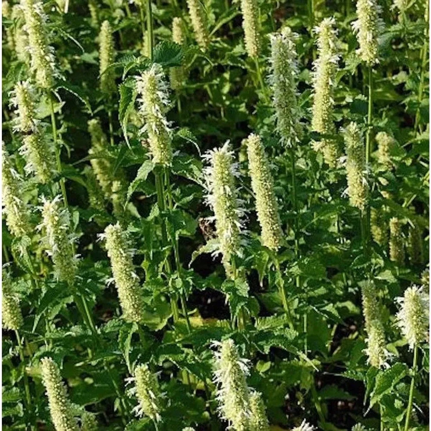 Mexikonessel Alabaster - Agastache rugosa