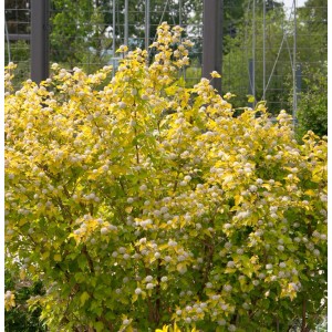 Blasenspiere 'Rasberry Lemonade' mit gelbem Laub und weißen Blüten, Strauch für den Garten.