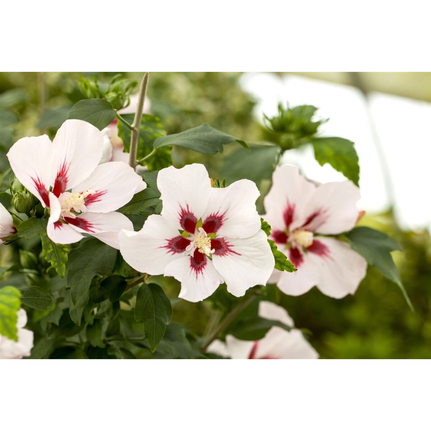 Hibiscus Syriacus Hamabo Roseneibisch Rosa Blüten 80 cm Stammhöhe günstig online kaufen