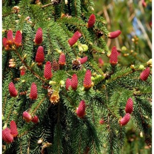 Zapfenfichte Acrocona (Picea abies) mit grünen Nadeln und vielen roten Zapfen.
