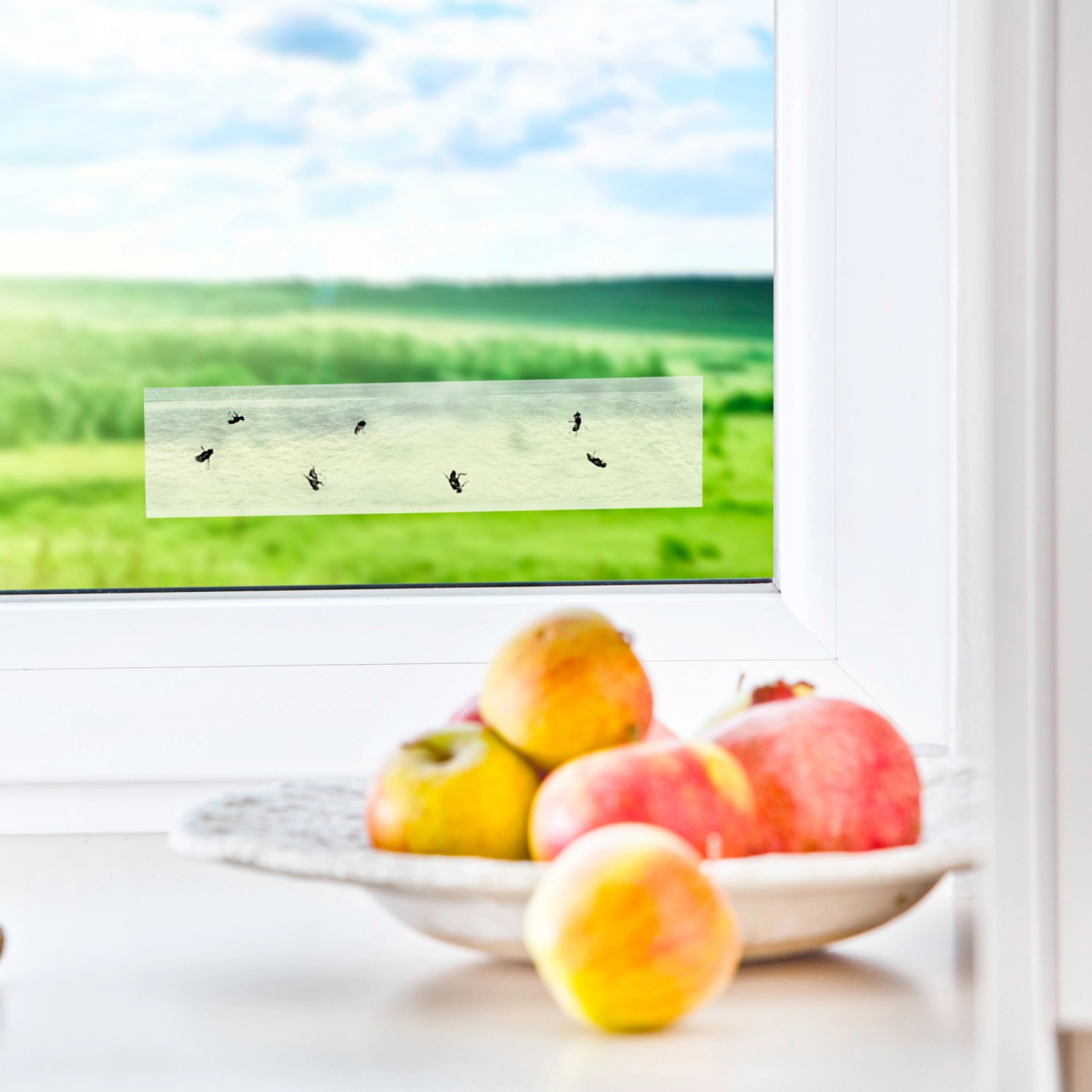 Windhager Fenster-Fliegenfalle mit gefangenen Fliegen am Fenster, 4 Stück.
