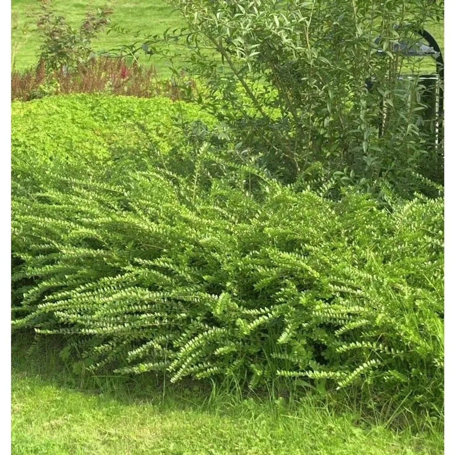 Böschungsmyrte Moss Green 20-30cm - Lonicera nitida