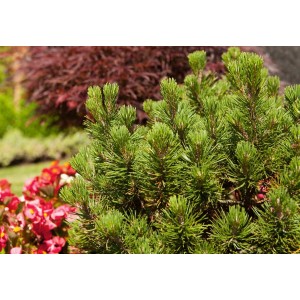 Kompakte, grüne Bergkiefer 'Mops' (Pinus mugo) im 9x9 cm Topf. Ideal für Steingärten.