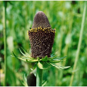 Nahaufnahme der Rudbeckia Occidentalis 'Green Wizard' (Schwarzäugige Susanne) im Topf.