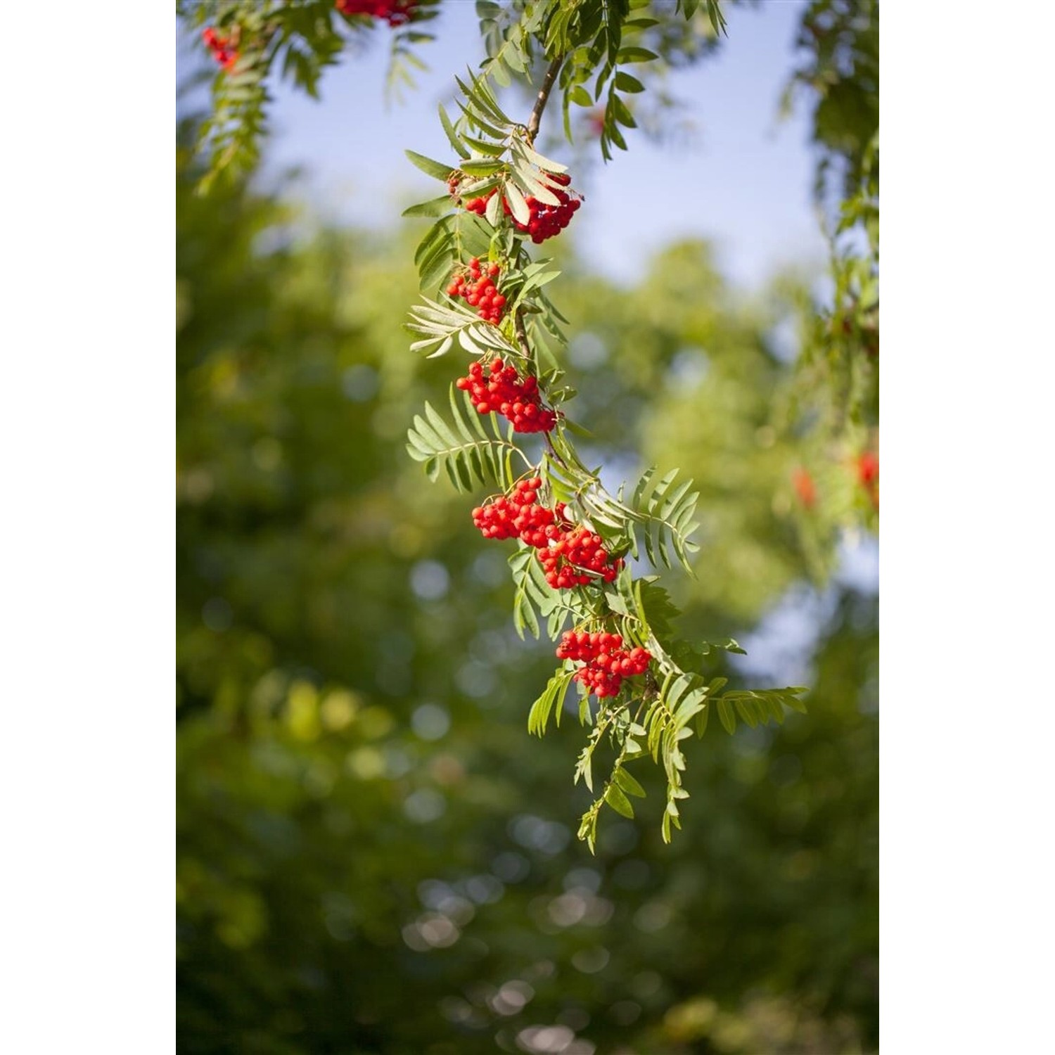 Sorbus Aucuparia Vogelbeere 150–200 cm Robust Und Winterhart günstig online kaufen