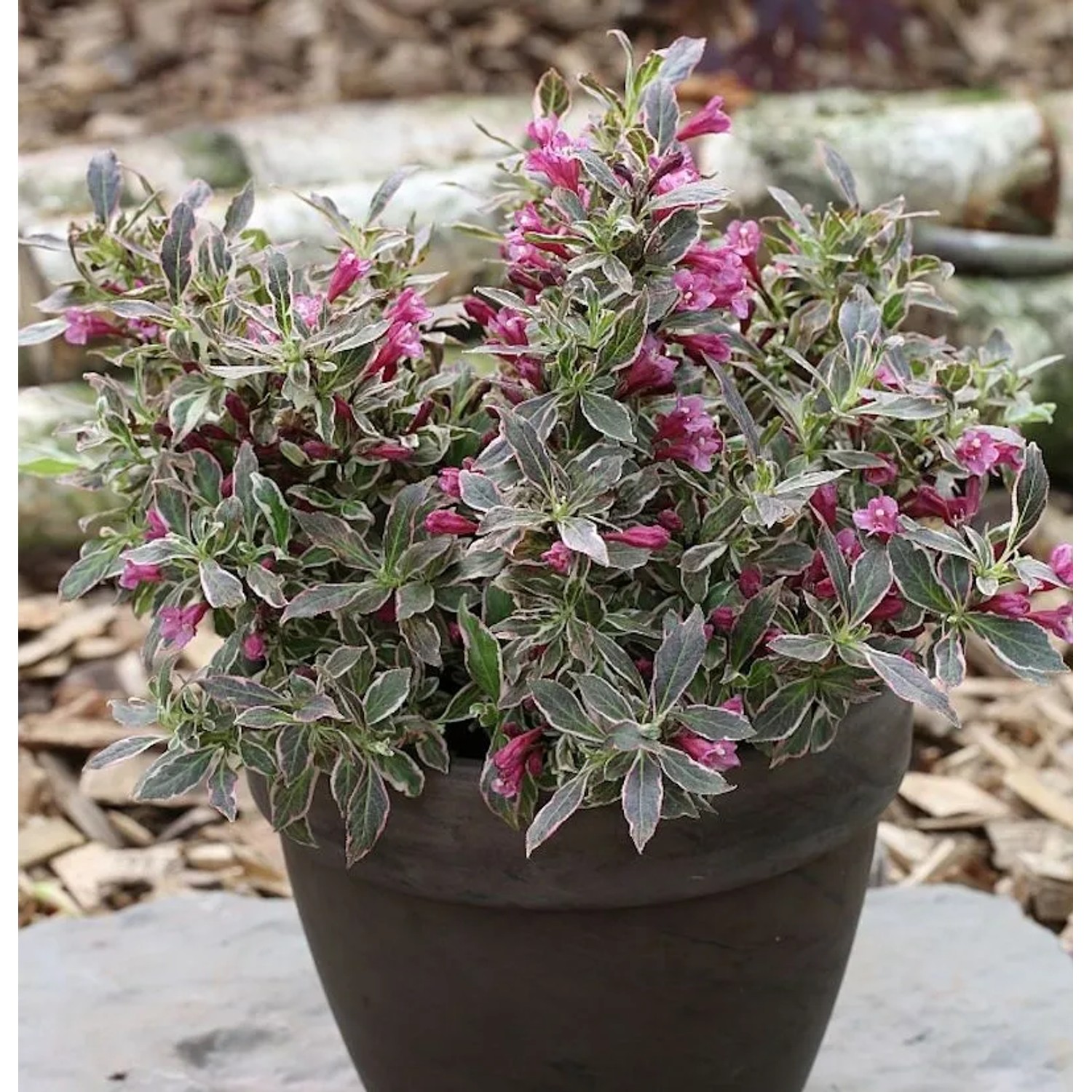 Zwerg Weigelie Monet 40-60cm - Weigela florida