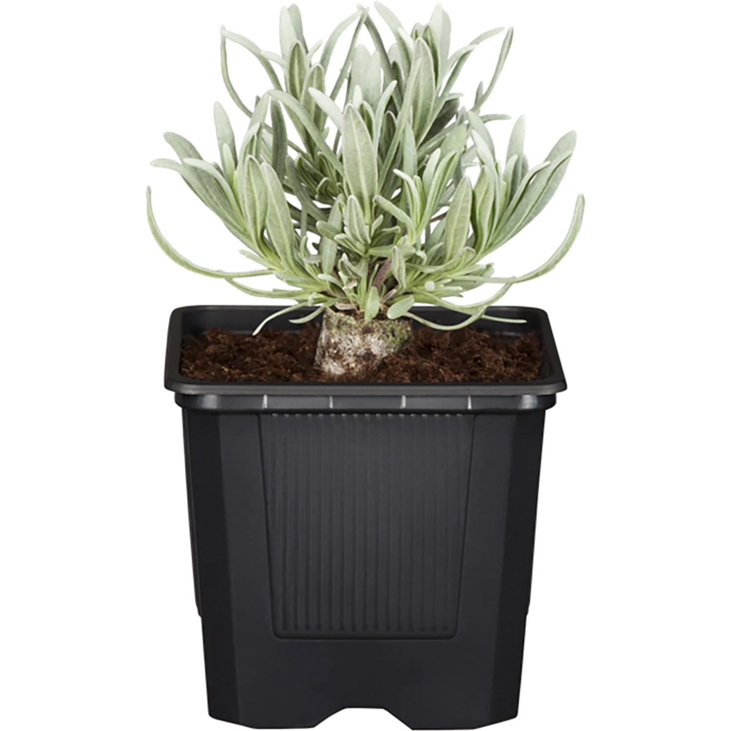 GROW by OBI Weiße Lavendel "Alba" ca. 10 20 cm Lavandula angustifolia