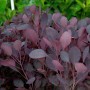Perückenstrauch 'Lilla' (Cotinus coggygria) mit purpurfarbenen Blättern, Nahaufnahme.