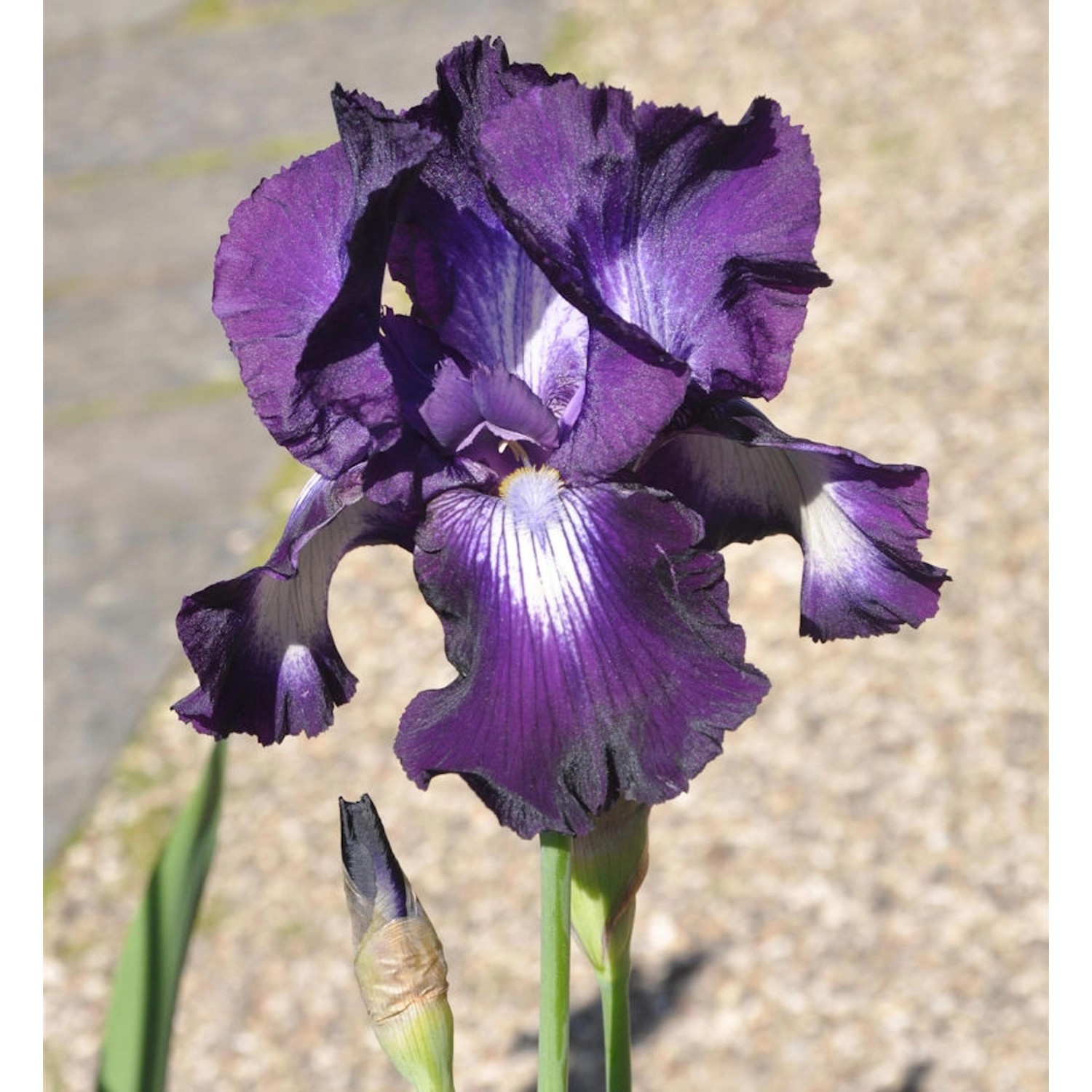 Schwertlilie Exotic Isle - Iris barbata günstig online kaufen