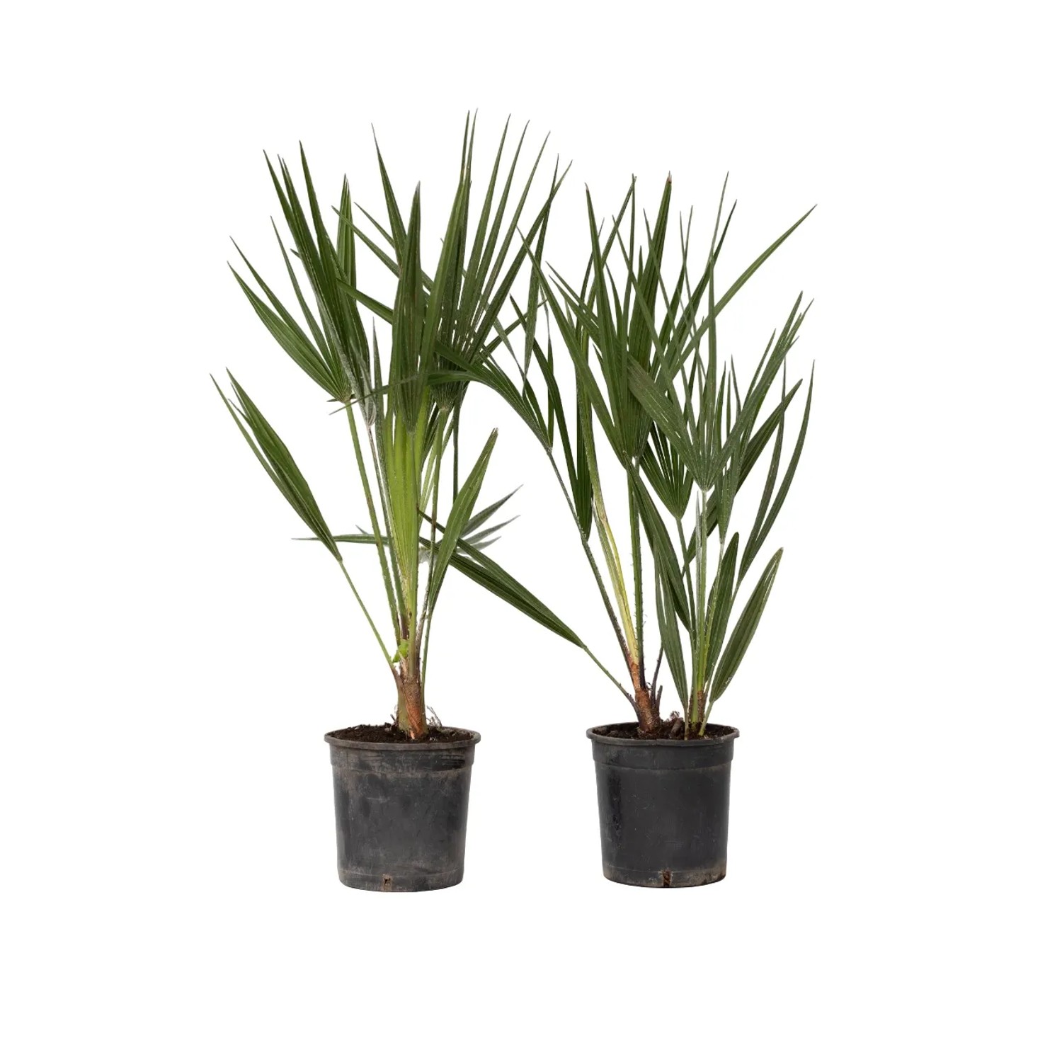 Plant In A Box Bergpalmen X2 Chamaerops Humilis Höhe 50cm Ø15 Grün