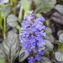 Blühende Ajuga reptans 'Braunherz' im Themenset Schattenkünstler, Topf ca. 9 cm.