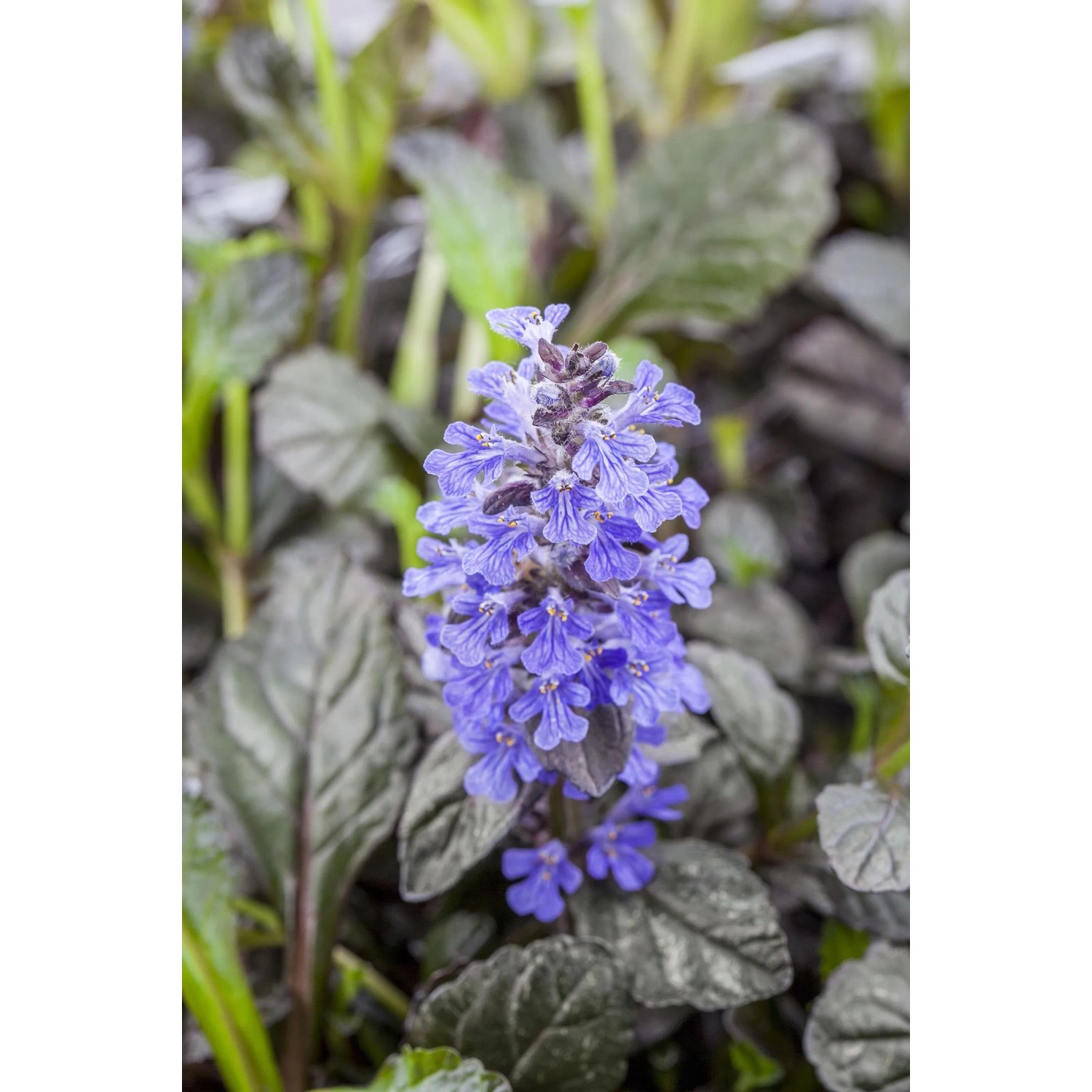 Blühende Ajuga reptans 'Braunherz' im Themenset Schattenkünstler, Topf ca. 9 cm.