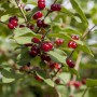Rote Heckenkirsche (Lonicera xylosteum) mit roten Beeren und grünen Blättern, Heckenpflanze.