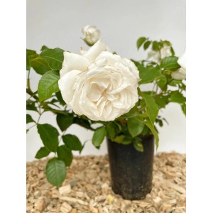 Baumfink Edelrose Annapurna im Topf mit großen, weißen Blüten und grünen Blättern.